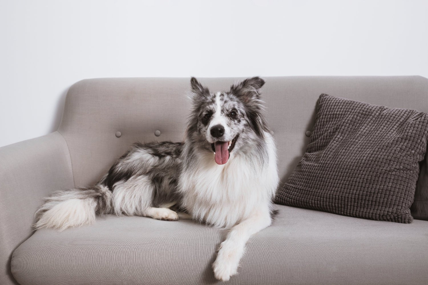 What Couch Material Is Best for Dogs
