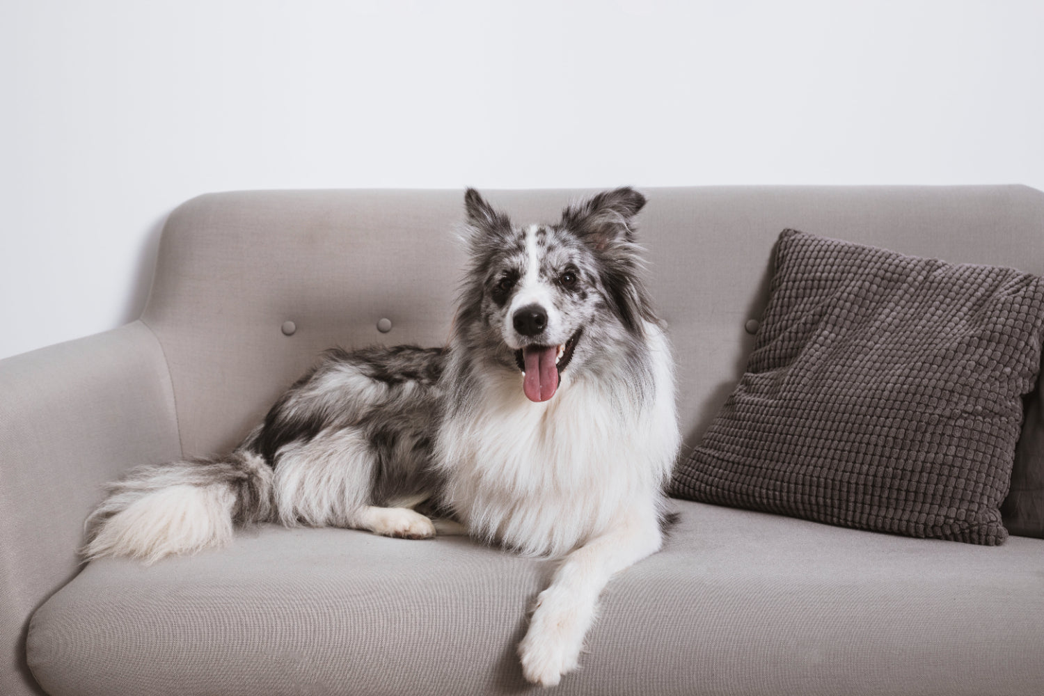 What Couch Material Is Best for Dogs