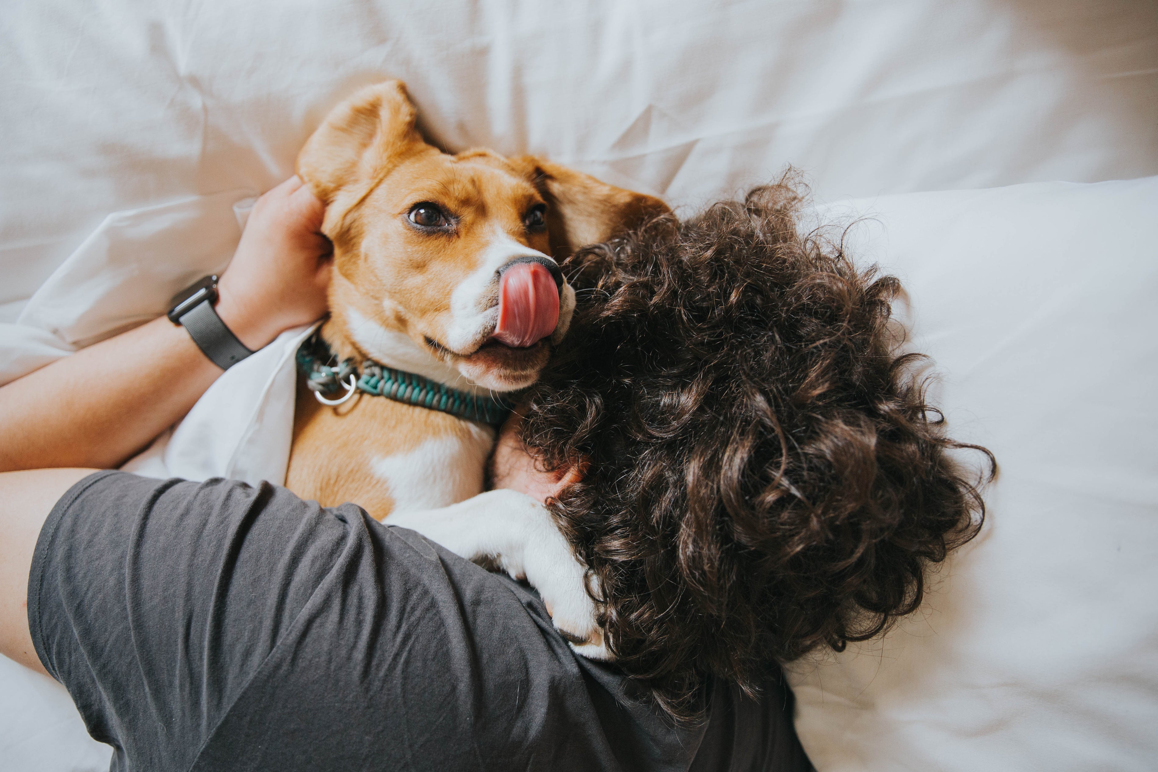 Pet-Friendly & Chic: 50 Living Room Layout Inspirations for Pet Owners