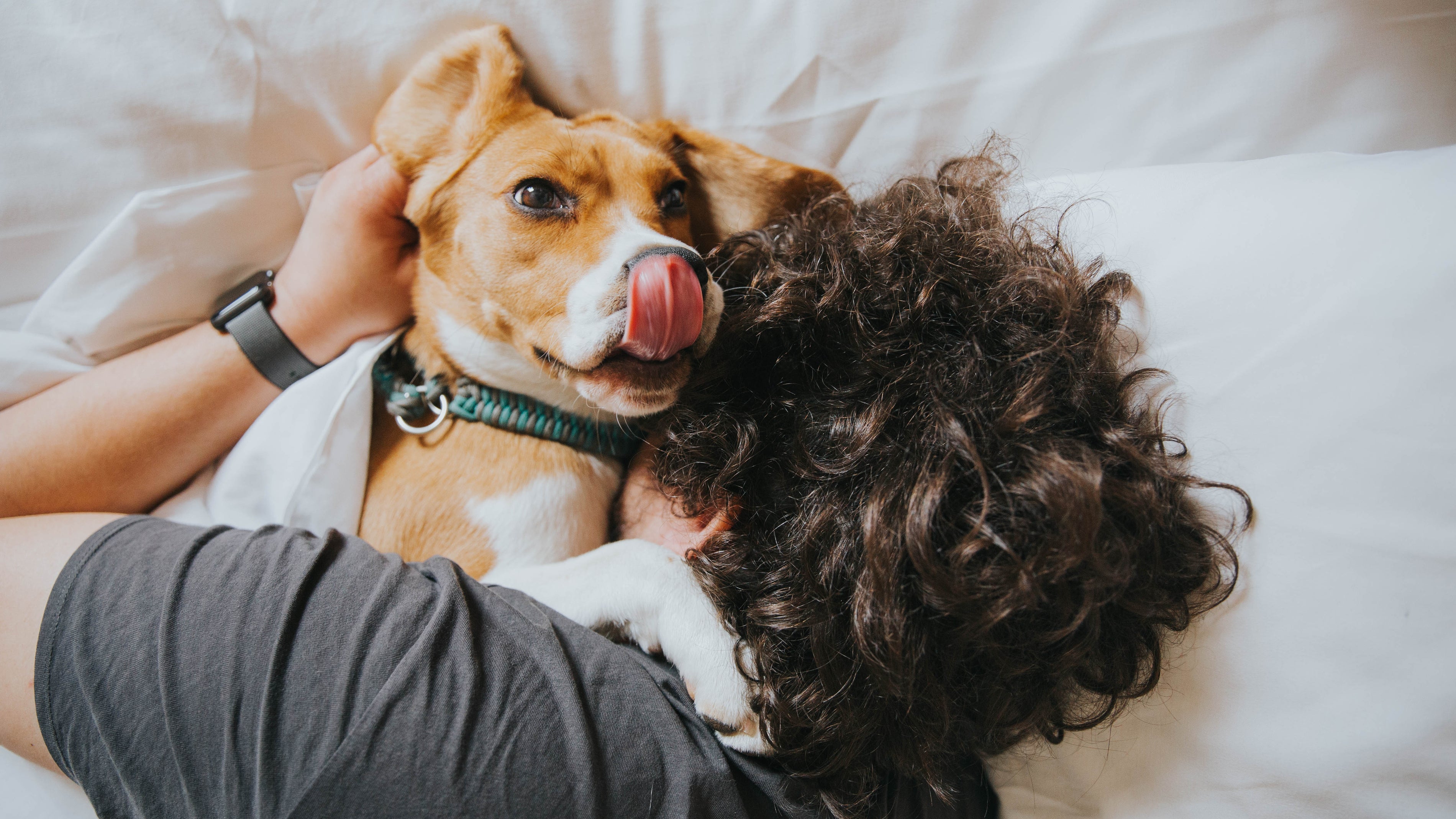 Pet-Friendly & Chic: 50 Living Room Layout Inspirations for Pet Owners