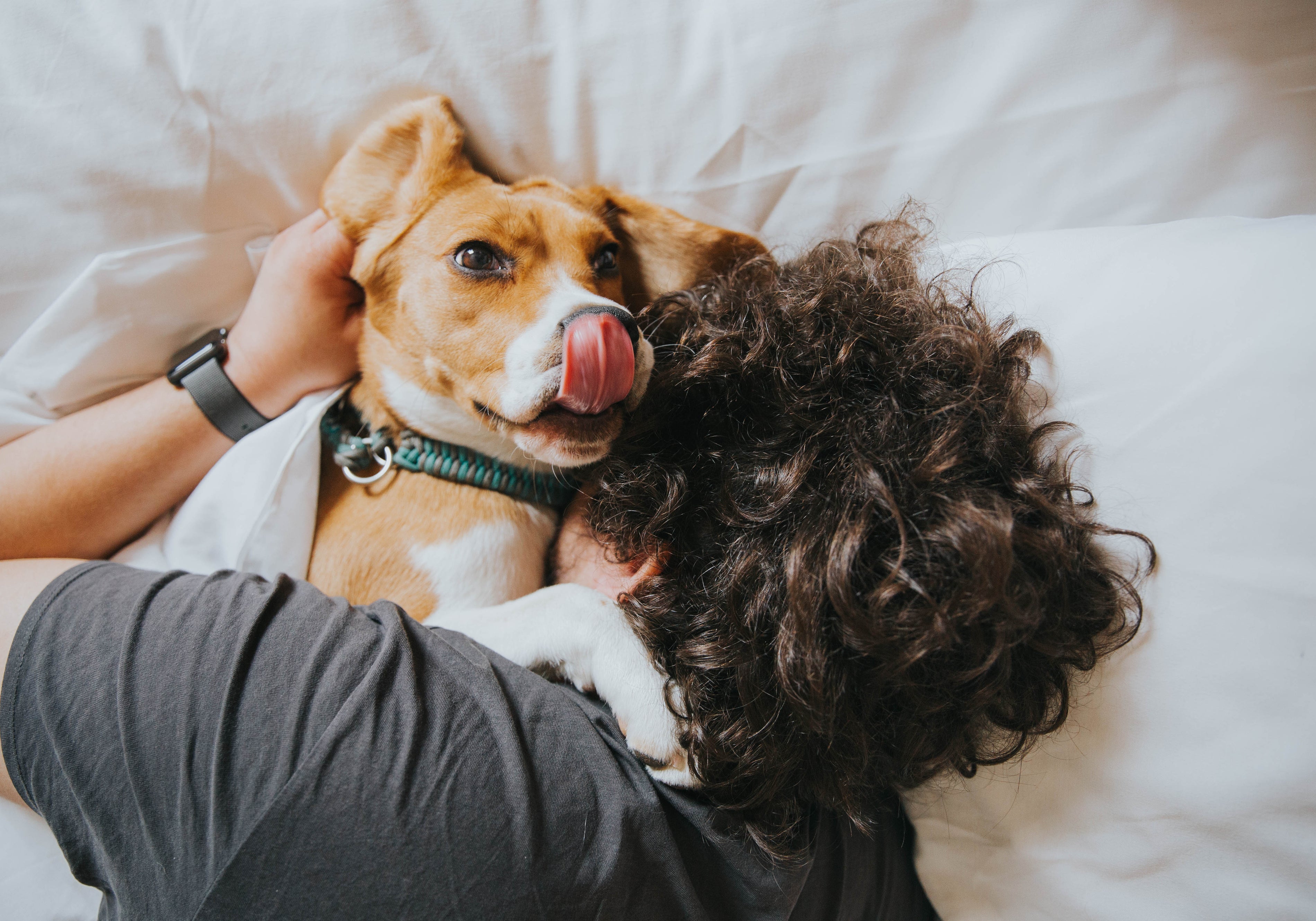 Pet-Friendly & Chic: 50 Living Room Layout Inspirations for Pet Owners