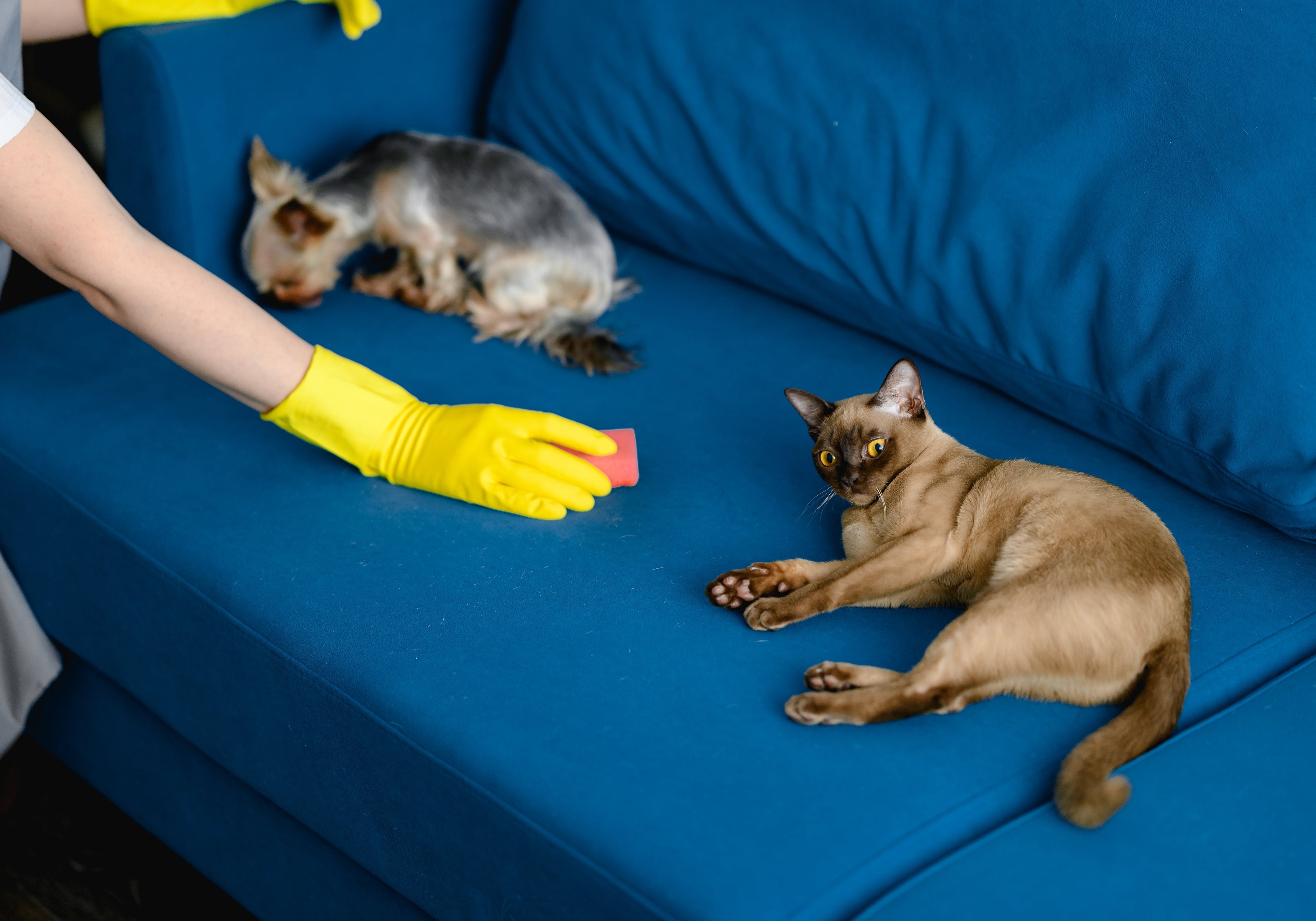 7 Proven Steps to Clean Cat Pee from Your Couch