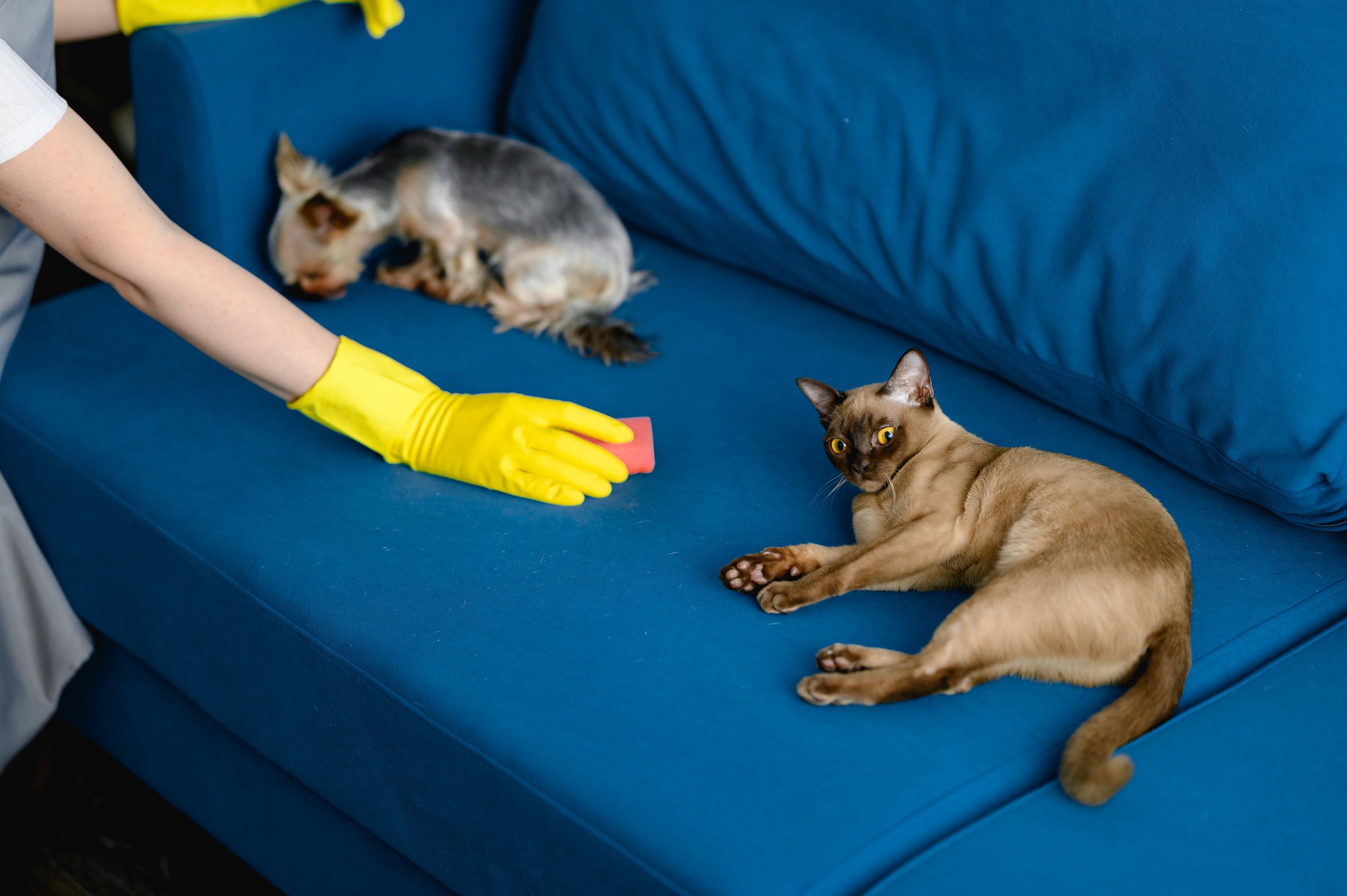 7 Proven Steps to Clean Cat Pee from Your Couch