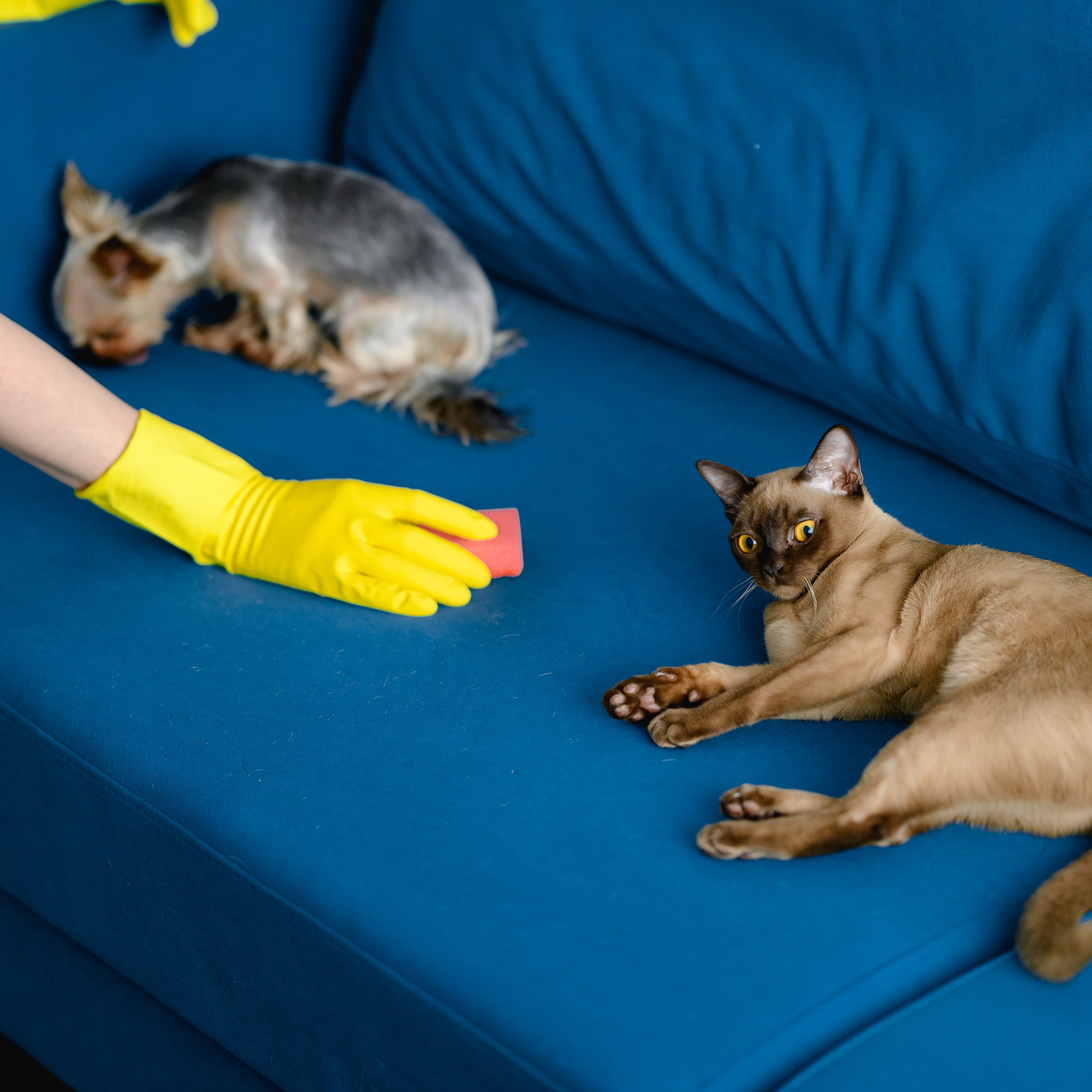 woman-apron-gloves-cleans-sofa-from-dog-hair-cleaning-apartment-life-with-pets